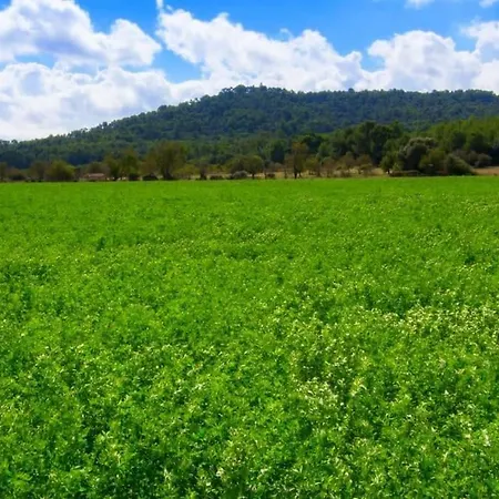 Palmeral In بيترا
